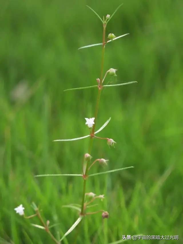 悟空问答 白花蛇舌草的功效有哪些 孤舟枫桥夜泊的回答 0赞