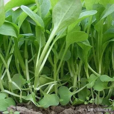金边白菜是哪个地方的菜:鸡毛菜是什么菜？如何种植？