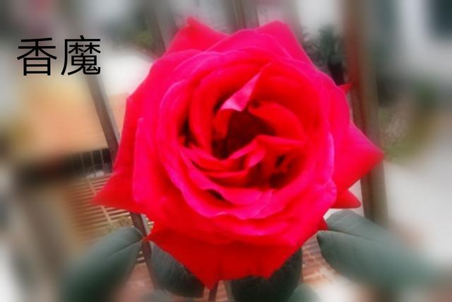 优秀月季花品种介绍百度网:名贵月季十大品种是哪些品种？