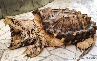 鳄鱼龟怎么养:怎么养鳄龟？需要注意什么？ 鳄鱼龟怎么养殖