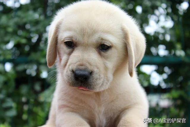 罗威纳幼犬到家:新买回家的狗狗需要注意什么？