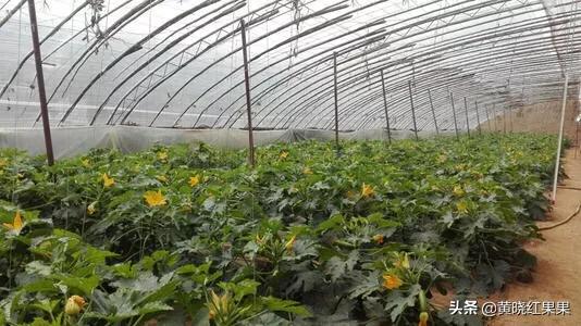 蓝尾金蜥生活环境:辣椒种植，植株对于生长环境有哪些要求？