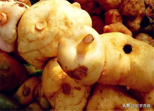 黄精:今年黄精卖7～8元一斤，我想种植黄精，现在会不会太迟？