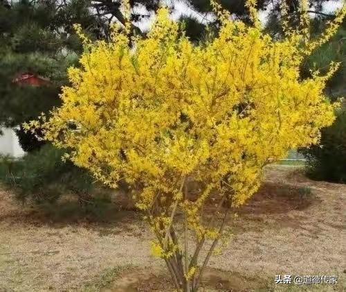 树本药材哪种最挣钱？