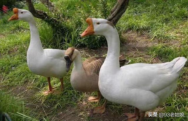 牧草王:养鹅需种植什么牧草为最佳呢？