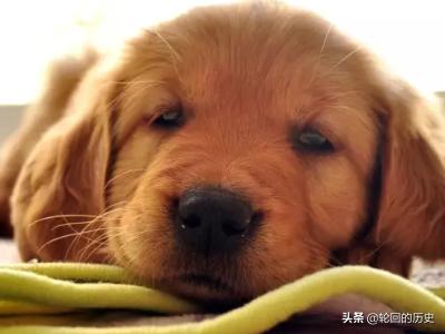 狗狗绝育手术后护理:狗狗做绝育应当注意哪些事项？