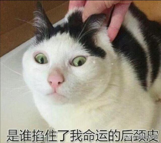 猫坚强宠物地带:被命运扼住的后颈肉，为什么提起它，猫咪它会立马变乖？