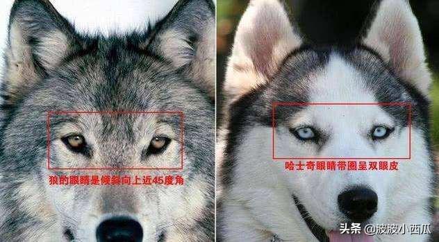 二货哈士奇和狼:自驾游途中野外如何辨别哈士奇和狼？