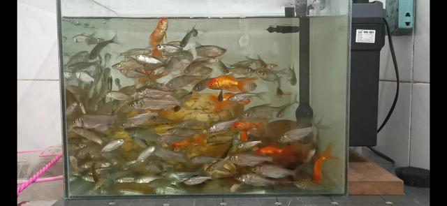 家中金鱼缸的摆放位置:金鱼养在什么地方比较好？