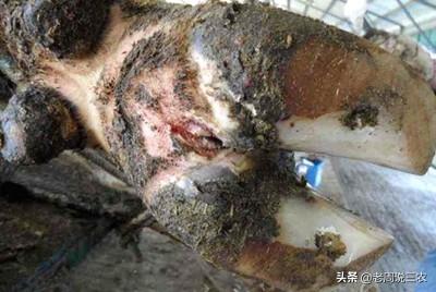 兽医咨询:兽医在线咨询 自家养的牛蹄子疼，兽医说是腐蹄病，大家有没有好的对策？