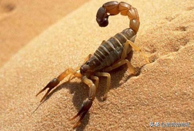非洲帝王蝎:非洲帝王蝎子 蝎子很贵，沙漠蝎子多咋没有人去捉？
