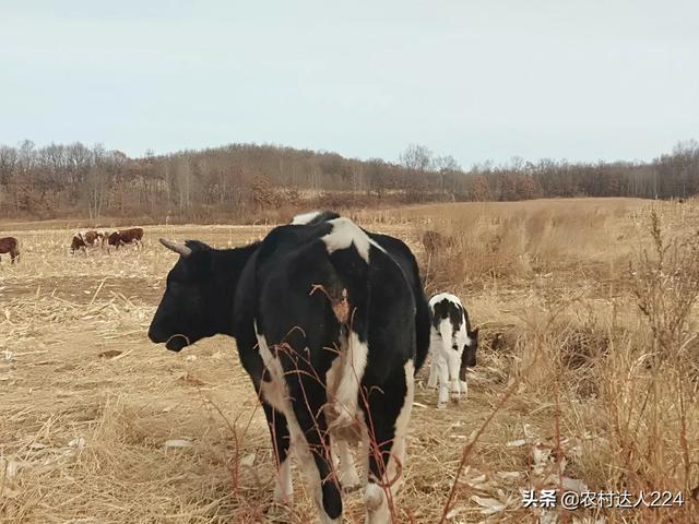 子宫内膜炎的症状吃什么药好:牛子宫内膜炎有什么好办法治疗？