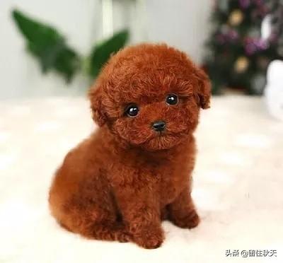 法国贵妇犬蛾是什么:贵宾犬对哪些事情会感到很恐惧？最好不要吓唬它？