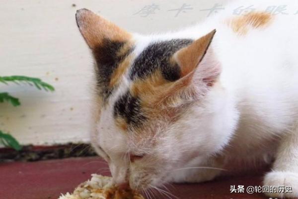 猫天天:家里养的猫老是想出去怎么办？