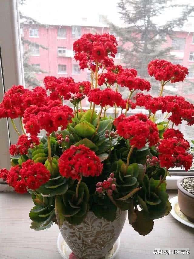 小型观花植物:有哪些适合秋冬观花的室内植物？