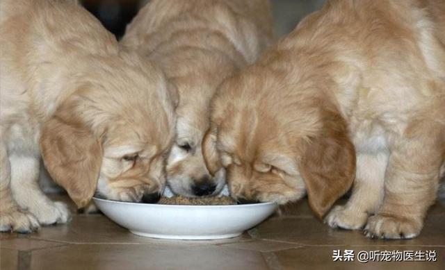 盛来知半生粮食泰迪专用:我家的狗狗近来吃狗粮最后会留一粒，这是为啥呀？