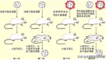 德弗里:艾弗里和格里菲斯的转化实验有什么不同