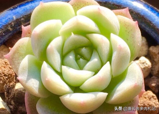 多肉分类及养殖明细:一些多肉长得太相似，有什么方法可以快速记住且区分？