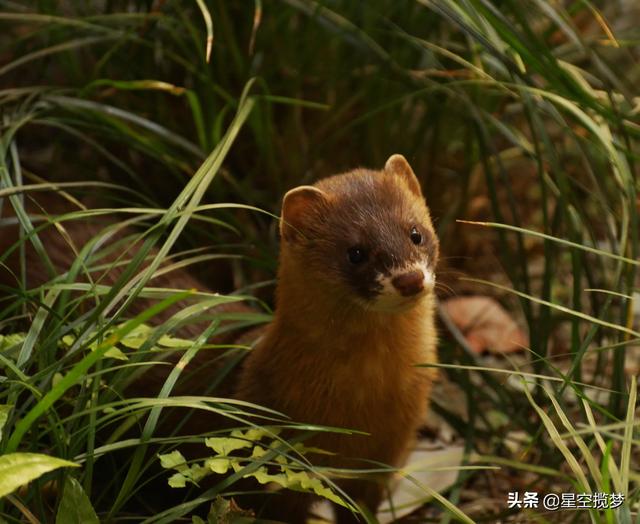 宠物可蒙犬糖糖:养狗可以驱赶黄鼠狼吗？如果可以的话养什么狗最好？