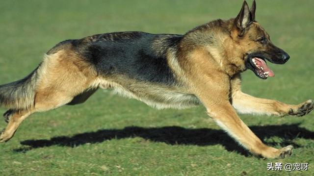 小昆明军犬图片:德国牧羊犬和昆明犬之间，存在着什么样的关系？为什么？