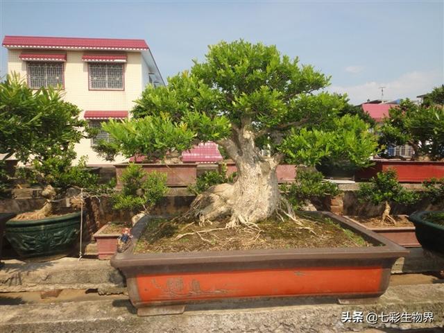黄杨球修剪评分标准:黄杨球怎么修剪 黄杨球叶子发卷怎么、回事？
