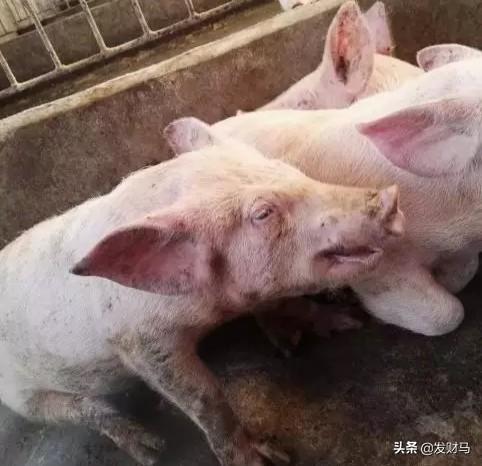 五六十斤猪拉稀不吃食怎么办:七八十斤猪拉稀吃食正常怎么回事 育肥猪没精神，不吃食，便秘什么病？