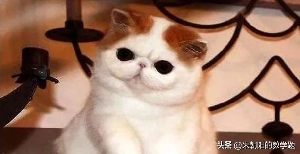 养猫的好处 英文:怎么发音？猫的英文Cat？