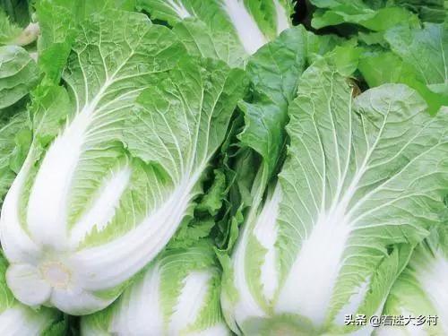 十字花科蔬菜软腐病:十字花科蔬菜软腐病和菌核病的区别 农村种植的大白菜有“烂疙瘩”的情况，如何才能进行有效的防治？