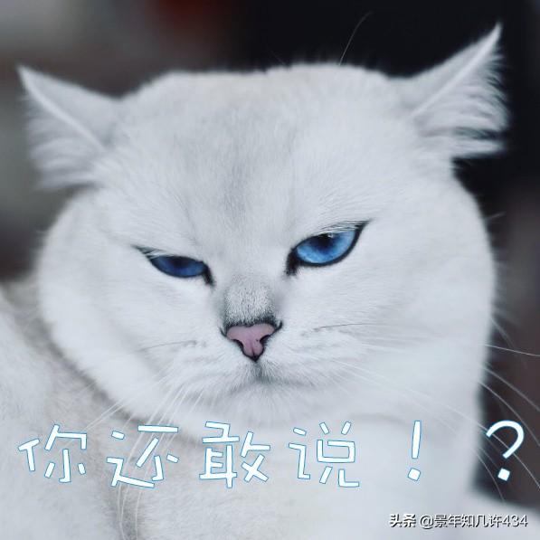 可爱萌宠图片:图片可爱萌萌哒头像 大家有没有什么萌宠表情包？越沙雕越可爱越好？