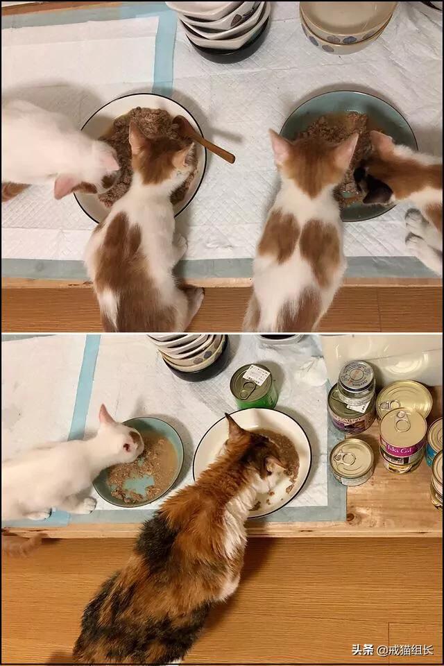 自制猫粮:要想俘获主子的心，就要抓住它的胃，如何制作美味又健康的猫食？ 自制猫粮鸡胸肉