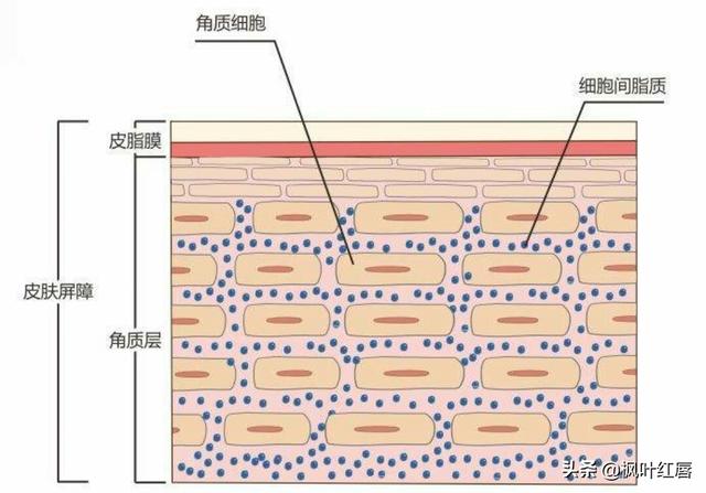 水解胶原纤脸面膜胶(水解胶原精华面膜)