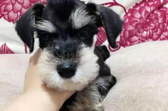 乐乐八哥狗好养吗:比起法斗犬，感觉更多人喜欢饲养巴哥犬，为什么呢？