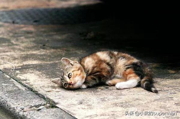 收养狗狗的网站北京:北京有哪些流浪猫救助中心？都在什么位置？