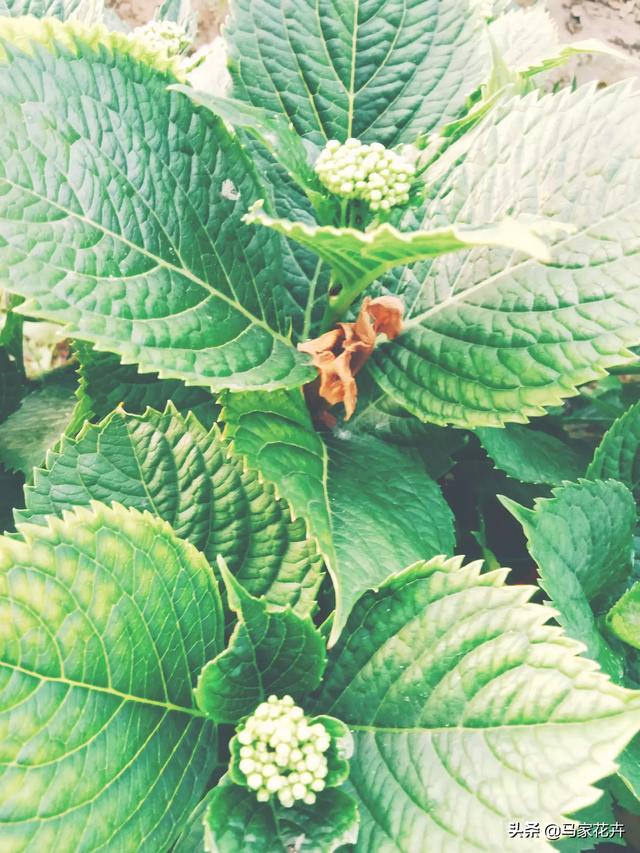 八仙花图片:绣球花应该在什么时间段浇水？早晨和下午哪个时段更好一些？