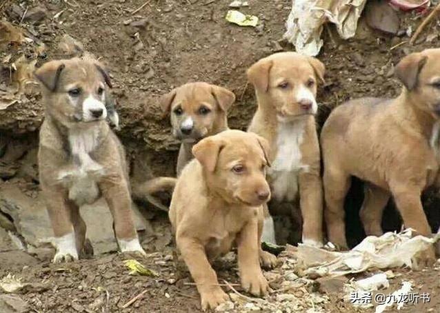 中国斗犬:中国斗犬前十名 如何正确地挑选一条土狗？