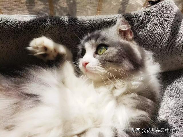 素力高海藻粉对猫咪的作用:为什么有些猫咪会在你熟睡时过来闻你？