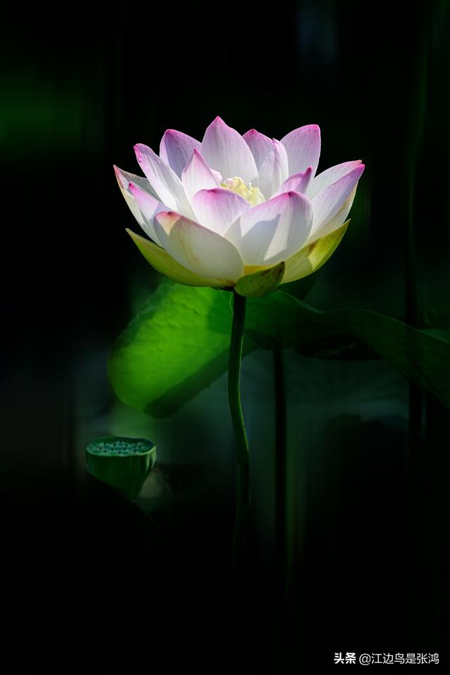 莲花香图解图片如何才能拍摄出荷花的香远益清的感觉