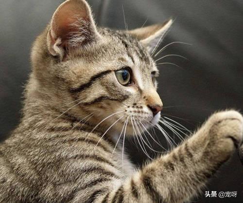 豹猫图片价格:为什么家猫会害怕豹猫？有何依据？