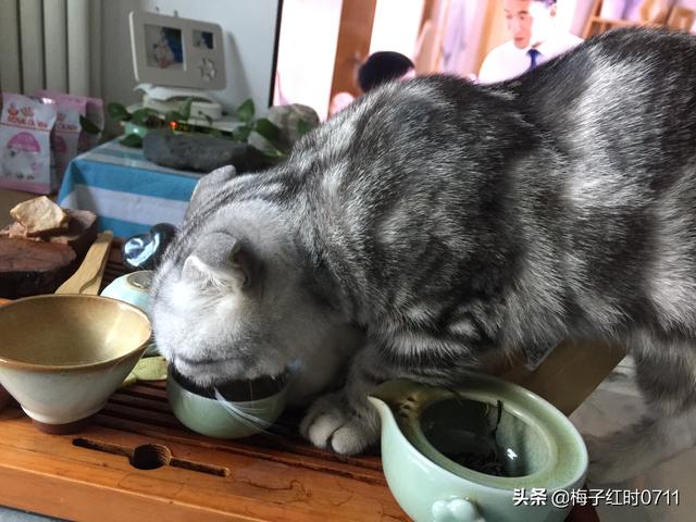 什么猫容易有泪痕:猫咪去泪痕哪个牌子眼药水好?猫咪泪痕滴什么眼药水好呢？