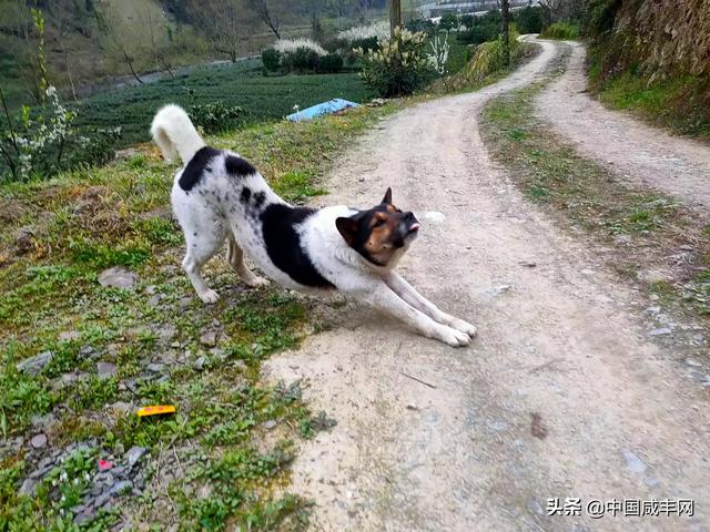泰国迷你小香猪最大几斤:胡利亚尼猪真的长不大吗？