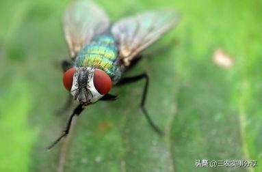 头条问答 饲养红头苍蝇和家蝇 哪一种方便粪养 哪一个繁殖效率高一些 5个回答