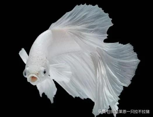 泰国斗鱼论坛:泰国斗鱼多久进一次食呢？如何养？