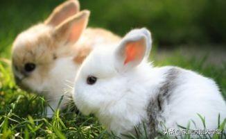 兔子喝牛奶热的好还是冷的好:如何进行仔兔的人工哺乳？