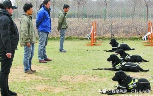 导盲犬珍妮和陈燕:导盲犬与主人坐公交被拒，委屈的被骂哭了是怎么回事？你怎么看？