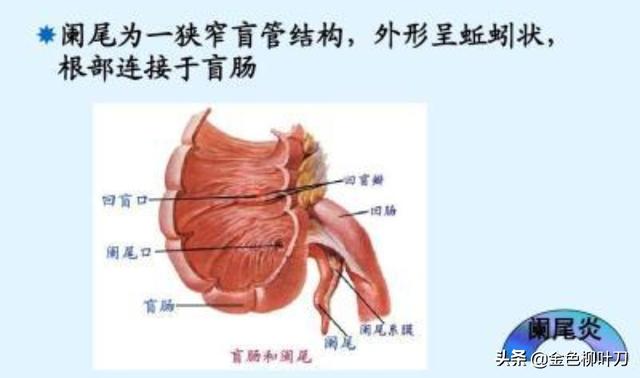 头条问答 古时候的人要是得了阑尾炎怎么办呢 还是直接痛死 金色柳叶刀的回答 0赞