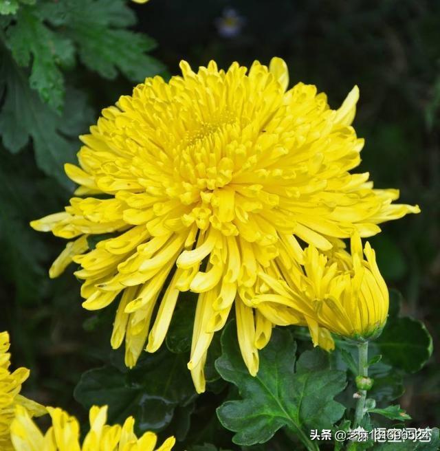有哪些描写菊花的,风格雄浑悲壮的诗？