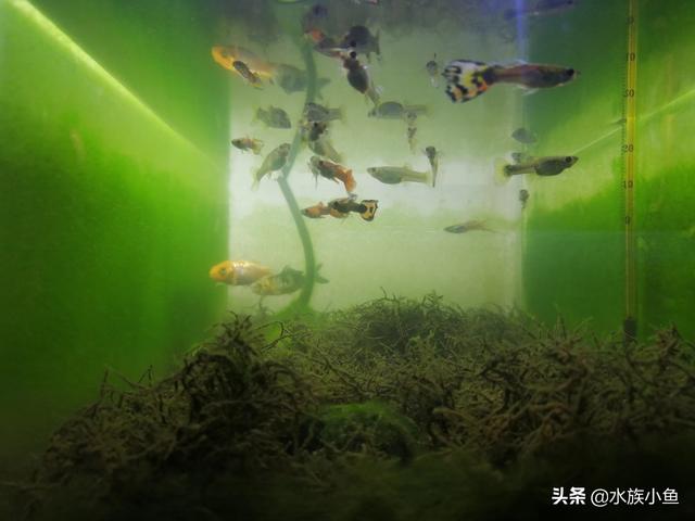 凤尾鱼的养殖方法装修:孔雀鱼怎么饲养，不用气泵可以养孔雀鱼吗？