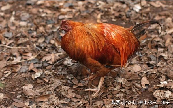 治疗肉鸡大肠杆菌病的药:肉鸡大肠杆菌用什么药治疗效果好 如何从饲养管理上预防大肠杆菌的发生？