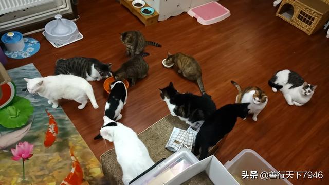 被猫抓了一下轻微破皮要打针吗:被自己家的猫咬破皮了要打针吗？