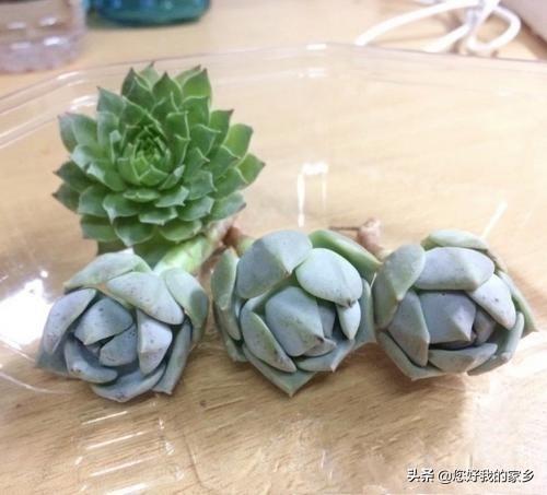 网购的多肉怎么种？种下去怎么确定它活没活？